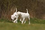 DOGUE ARGENTIN 142